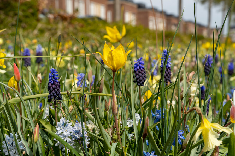 a yellow flower in a field of flowers